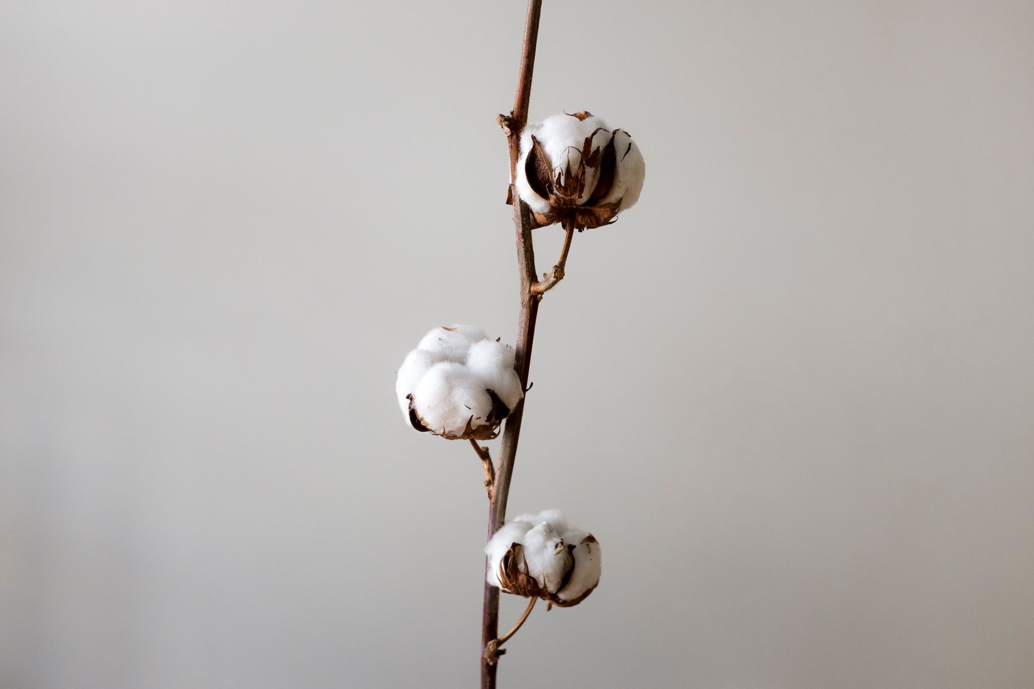 Loop Home Cotton Plant