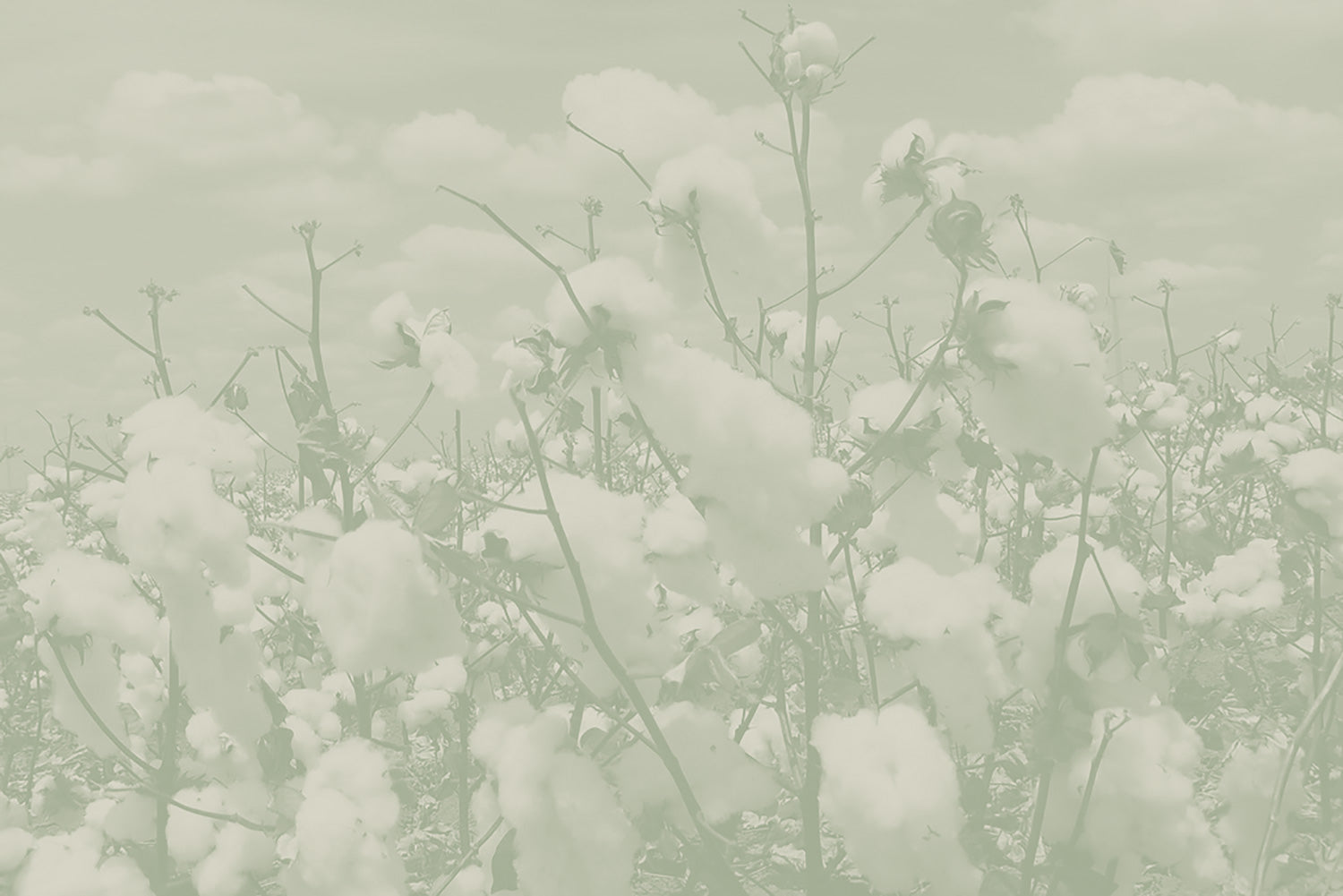 Cotton fields